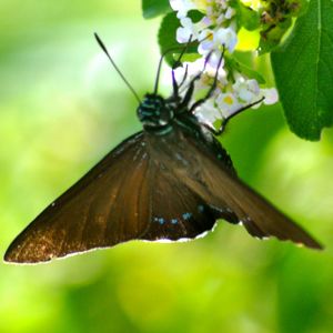 mangrove skipper butterfly